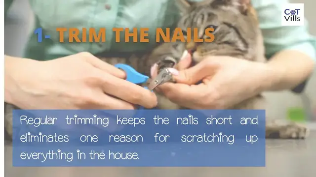 Video thumbnail for HOW TO STOP CAT SCRATCHING