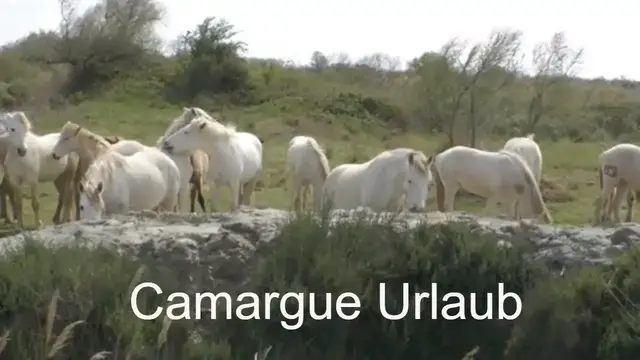 Video thumbnail for Im Camargue Urlaub auf Jeep Safari durch die Camargue