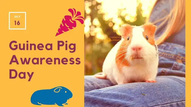 'Video thumbnail for Guinea Pig Awareness Day: A Celebration of The Small Gentle Creature We All Love'