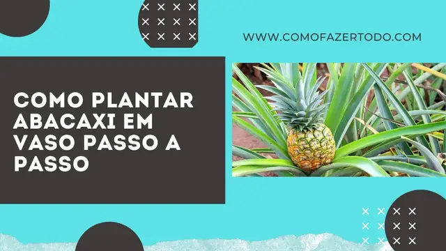 'Video thumbnail for Como Plantar Abacaxi em Vaso Passo a Passo 🍍 Fácil e simples 🍍'