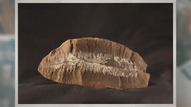 Video thumbnail for How Are Cast Fossils Formed?