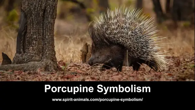 Video thumbnail for Porcupine Symbolism