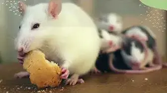 Video thumbnail for The Top Best Rat Poison That Kills Without Odor 1