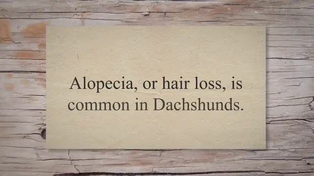 'Video thumbnail for Why is My Dachshund Losing Hair on Her Chest?'