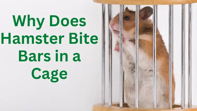 'Video thumbnail for Why Does Hamster Bite Bars in a Cage Here is the Answer'