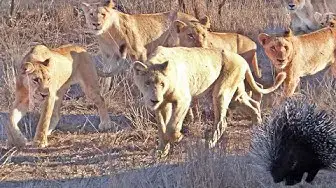 Video thumbnail for Porcupine Takes on Pride of Lions (Including rare white lion)