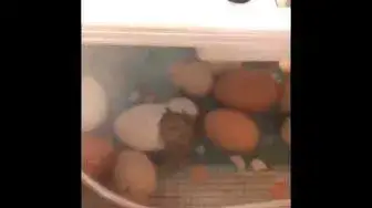 Video thumbnail for Exotic Gardening Farm Chick Hatching Project - Sheri Ann Richerson ExperimentalHomesteader.com