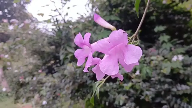 Video thumbnail for When Garlic Vine Flowers Dance with the Wind 🌸🍃