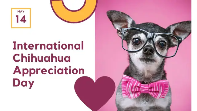 'Video thumbnail for International Chihuahua Appreciation Day - May 14th'