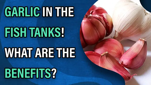 Video thumbnail for Garlic in Fish Tanks! What is the Benefits?