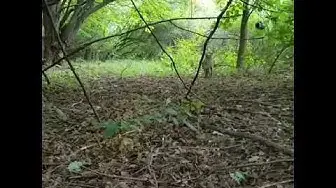 Video thumbnail for Bobcat hunting. How a bobcat reacts to being discovered.