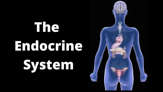 Video thumbnail for The Major Glands of the Endocrine System What You Need to Know