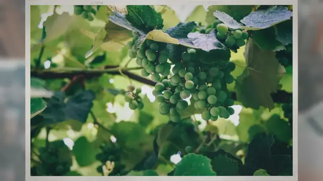Video thumbnail for What Is Unoaked Chardonnay?