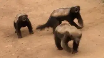 Video thumbnail for 3 Honey Badgers Fighting in the Road