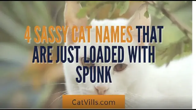 Video thumbnail for 4 SASSY CAT NAMES THAT ARE JUST LOADED WITH SPUNK