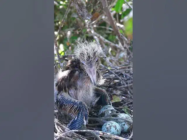 Video thumbnail for Oh amazing Babies wild bird 7  #wildbird #duckforest #wildbird #forestbird #shortbird
