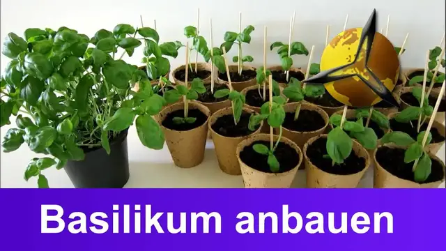 Video thumbnail for Basilikum selber anbauen, ernten und lagern