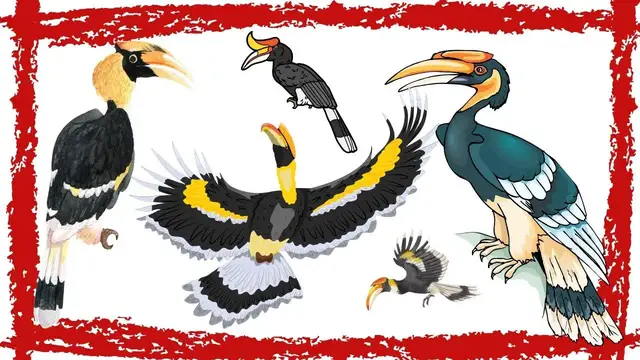 Video thumbnail for Great Hornbill (Buceros Bicornis) Video | Great Hornbill Sound | Great Hornbill Call