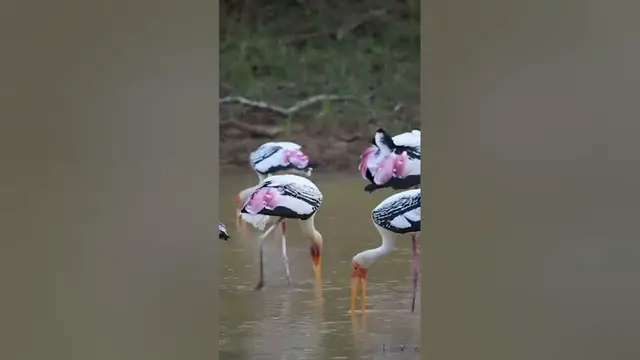 Video thumbnail for Painted stokes #shorts