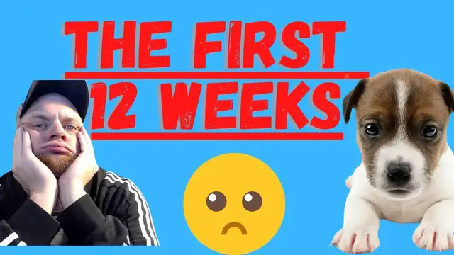Video thumbnail for Jack Russell Terrier Puppies (The First 12 Weeks)