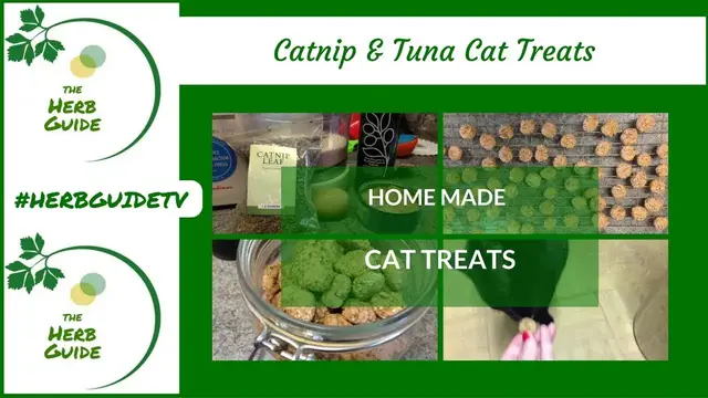 Video thumbnail for Catnip and Tuna Cat Treats - Home made cat treats