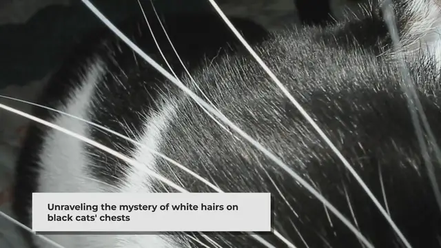 Video thumbnail for The Mystery Unveiled: Why Some Black Cats Have White Chest Hairs