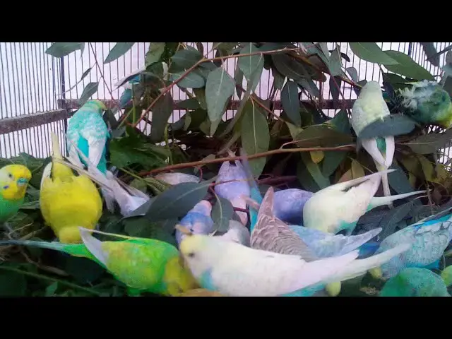 'Video thumbnail for Periquito-australiano☀️🐤  🌳 Ao Vivo– Sons Naturais da Floresta com Periquitos Felizes 🕊️'
