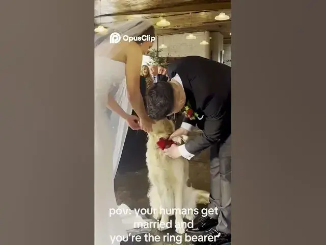 Video thumbnail for Dog's Secret Night Life Revealed! 🐶🌙