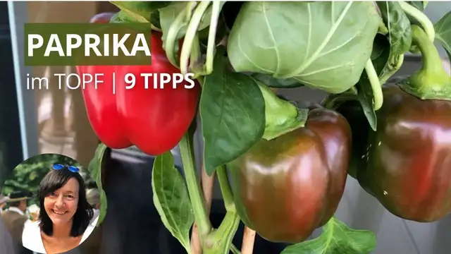'Video thumbnail for Paprika im Topf anbauen - 9 Tipps und es gelingt 🫑'