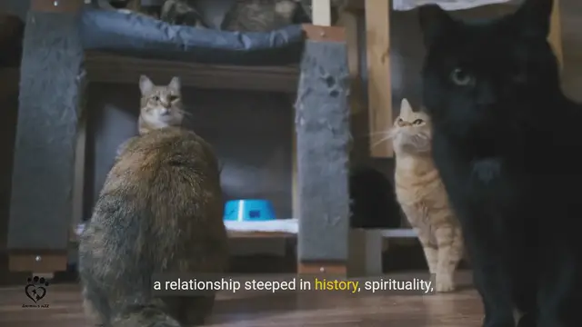 Video thumbnail for The Spiritual Connection Between Cats and Humans_ A Divine Bond