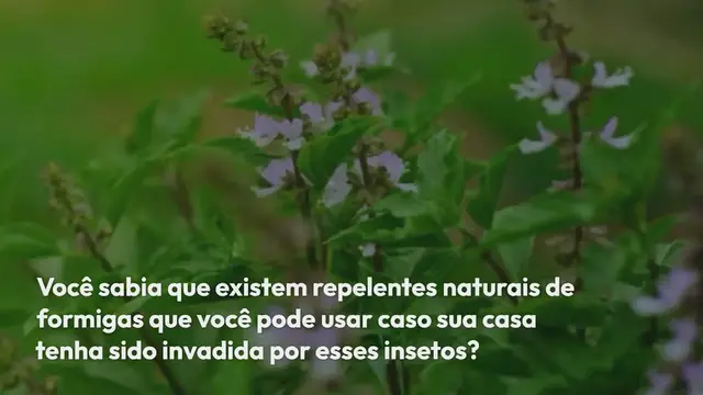 Video thumbnail for Por que você tem que colocar café e bicarbonato de sódio na frente da porta de casa?