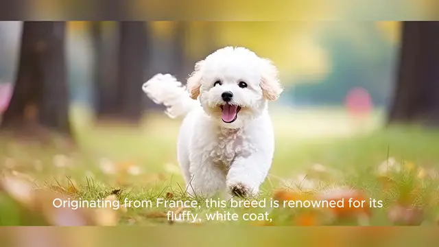 Video thumbnail for Bichon Frise