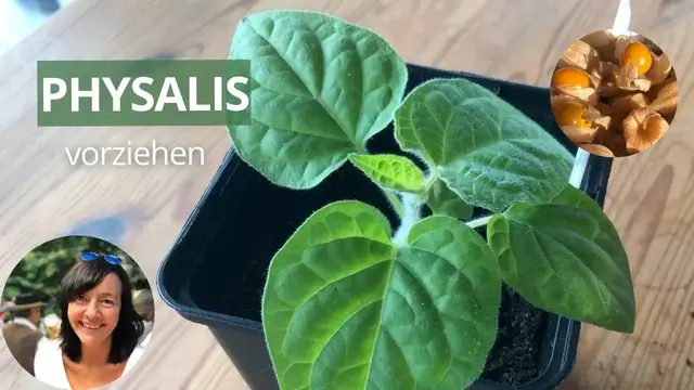 'Video thumbnail for Physalis erfolgreich vorziehen: Schritt-für-Schritt-Anleitung für die Anzucht'
