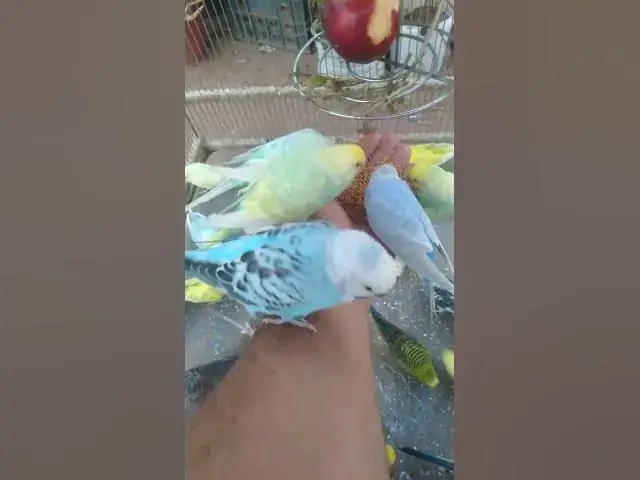 Video thumbnail for O som mais fofo que você vai ouvir hoje 💚 #Periquitos #Cute