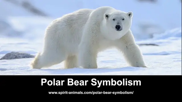 Video thumbnail for Polar Bear Symbolism