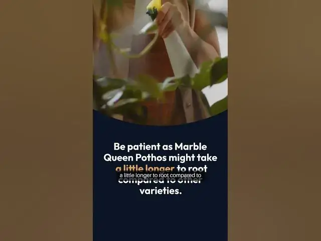 Video thumbnail for Marble Queen Pothos Water Propagation Guide #facts #gardeningtipsforbeginners #garden