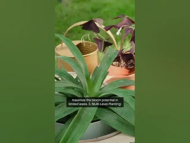 Video thumbnail for Small Space Gardening Tips