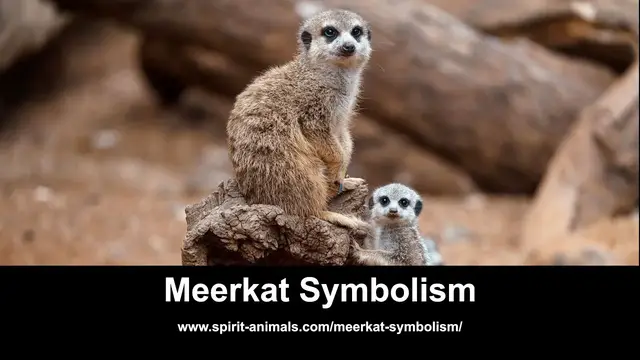 Video thumbnail for Meerkat Symbolism