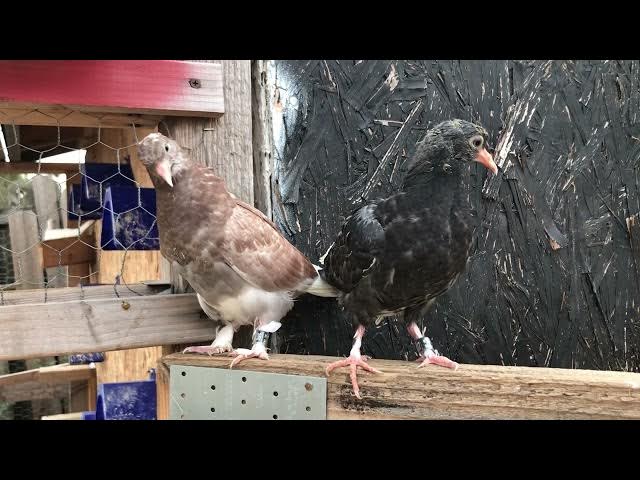 Video thumbnail for HEAT????