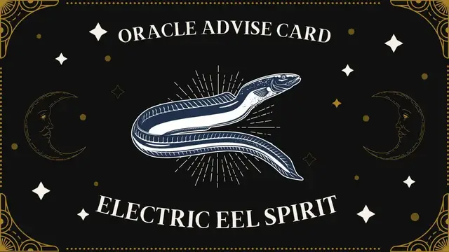 Video thumbnail for Pick A Card | Oral Advise Card - Electric eel spirit