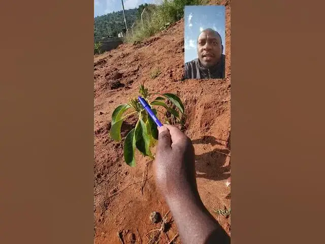 'Video thumbnail for My Avocado 🥑 Plant Shed Off it's leaves. Should I be Worried? Kindly Advise.'