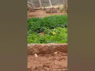 'Video thumbnail for Are These Quails, Guinea Fowls, or What kind of Birds are these on My Front Yard?'