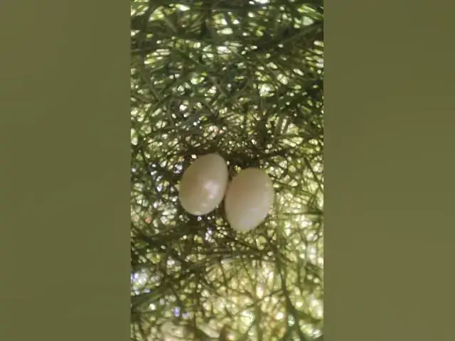 Video thumbnail for Two Egg Golden Bird in Nest  #nestegg #egglaying #egg #nestling #eggproduction #nature #snail