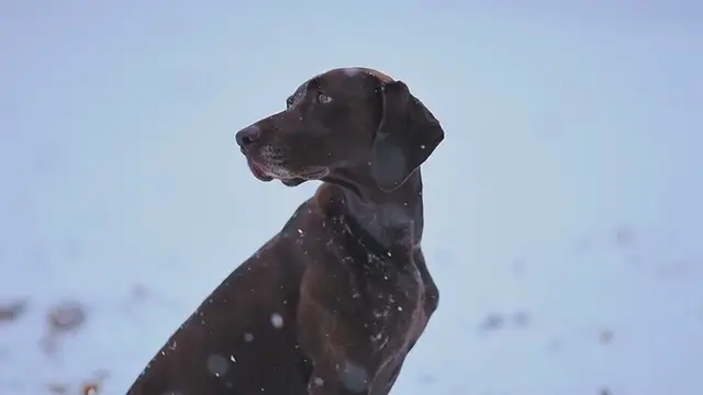 Video thumbnail for 251873_small.mp4