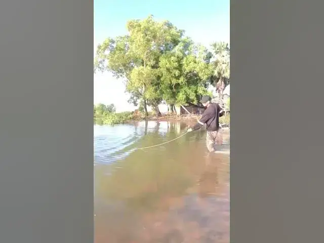 Video thumbnail for catch fish at field  #fish #shortfish #catchingfish #viralfish