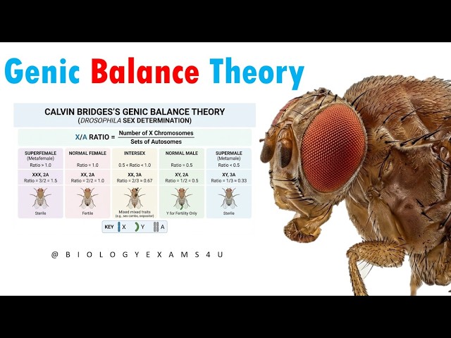 Video thumbnail for Genic Balance Theory in Drosophila explained in 5 Minutes