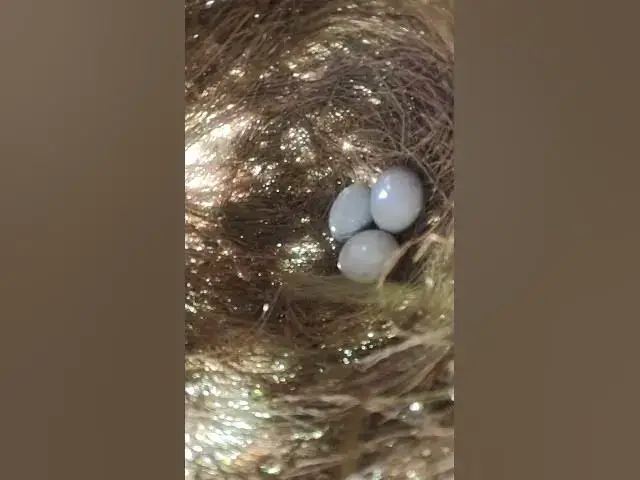 Video thumbnail for grown rice egg bird   #shortsviral #birdnest #birds