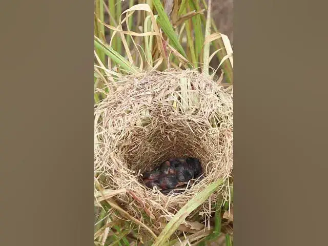 Video thumbnail for Top Baby Grown Sparrow In Nest EP#022 #nestegg #egglaying #satisfying #nestling #eggproduction