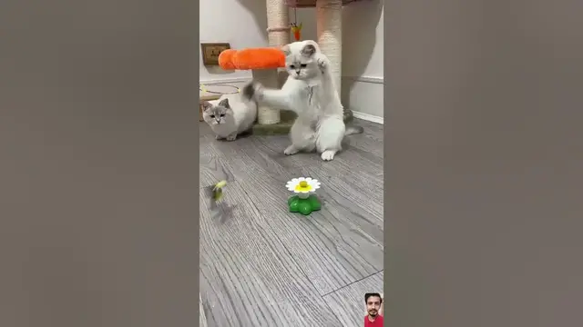 Video thumbnail for Cat Teaser Featuring Hummingbird and Butterfly | 🔗 Link is in Description | #trending #gadgets