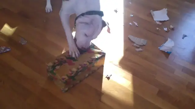 'Video thumbnail for Rusty opening Bullymake box for Christmas'